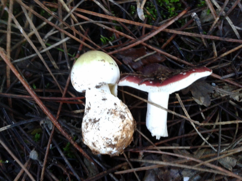 Imagen de setas en el campo